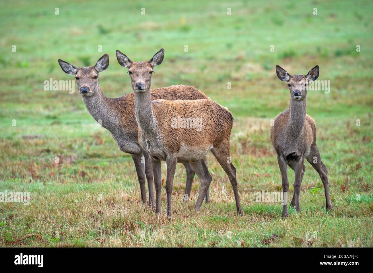 Im Bradgate Deer Park, Charnwood Forest Leicestershire, England, Großbritannien, traten drei junge Rotwild hervor Stockfoto