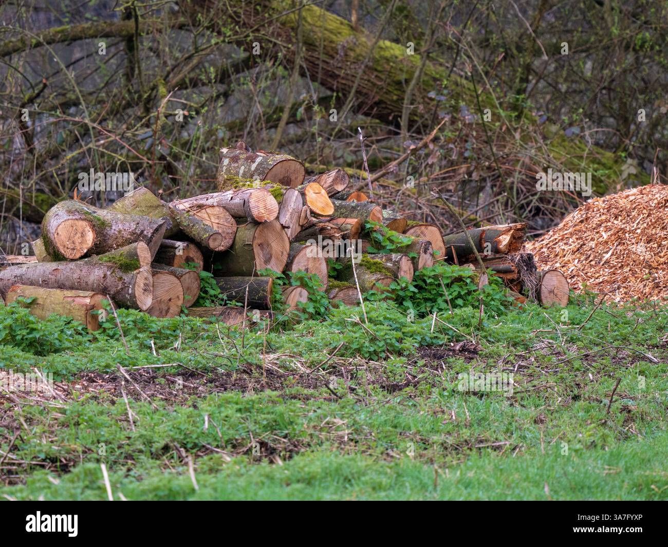 Forstwirtschaftliche Baumfällung und Kronenschnitt mit Baumstämmen und Splitt Stockfoto