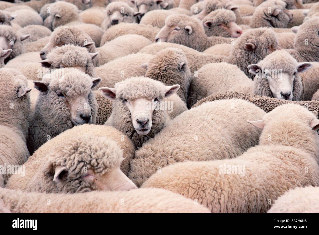 Neuseeland. Nutztiere. Schafe sind in den Stall gedrängt. Stockfoto