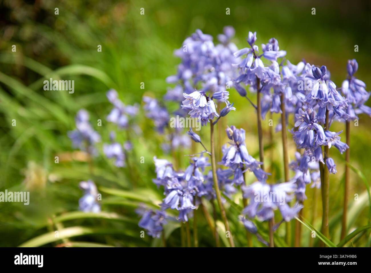 Spanische Glockenblumen in einem schattigen Platz in einem Garten in Wales im Frühling Stockfoto
