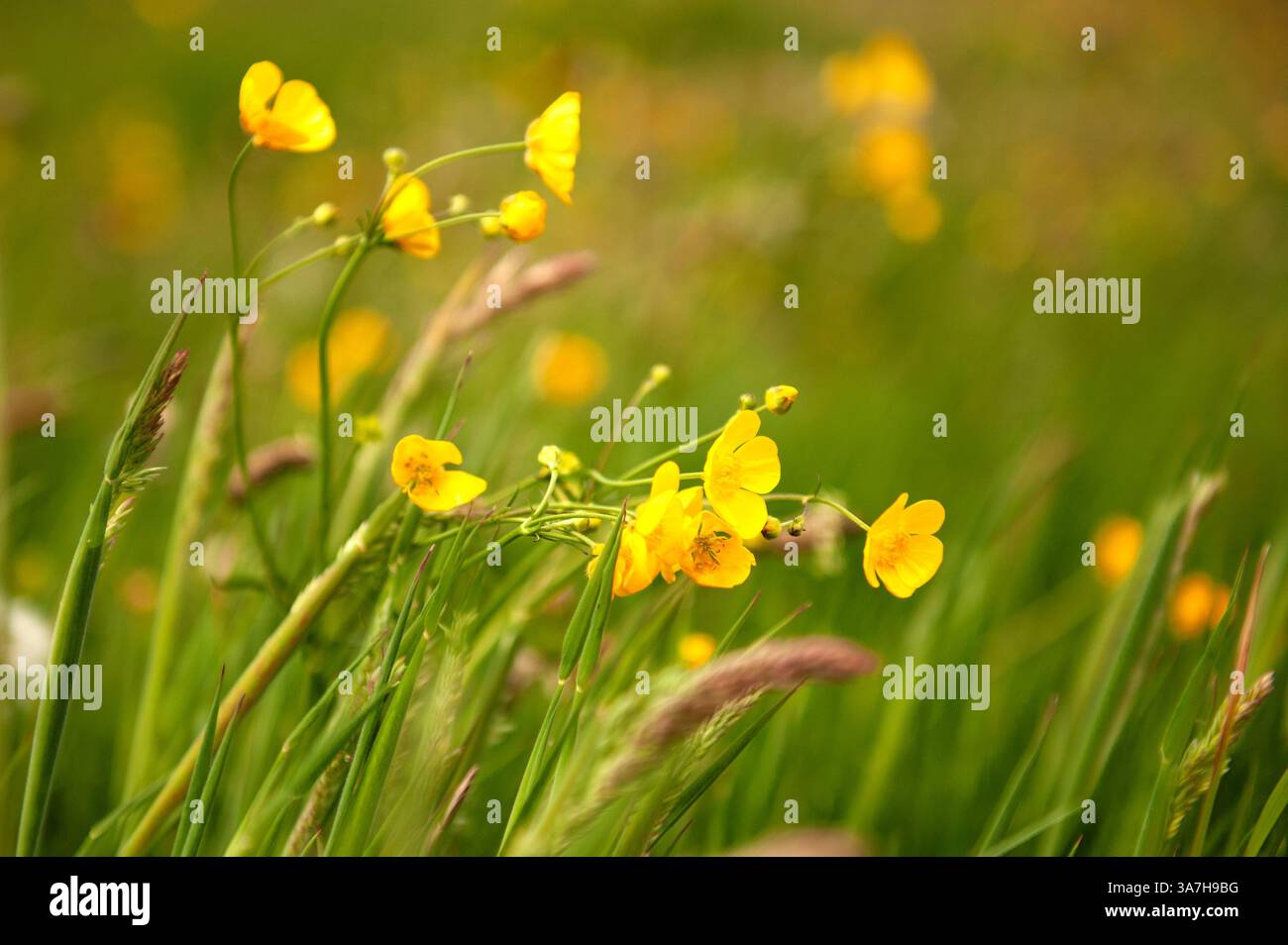 Nahaufnahme von gelben Butterblumen, die wild in langem Gras wachsen und sich im Wind beugen, in Südwales, Großbritannien Stockfoto