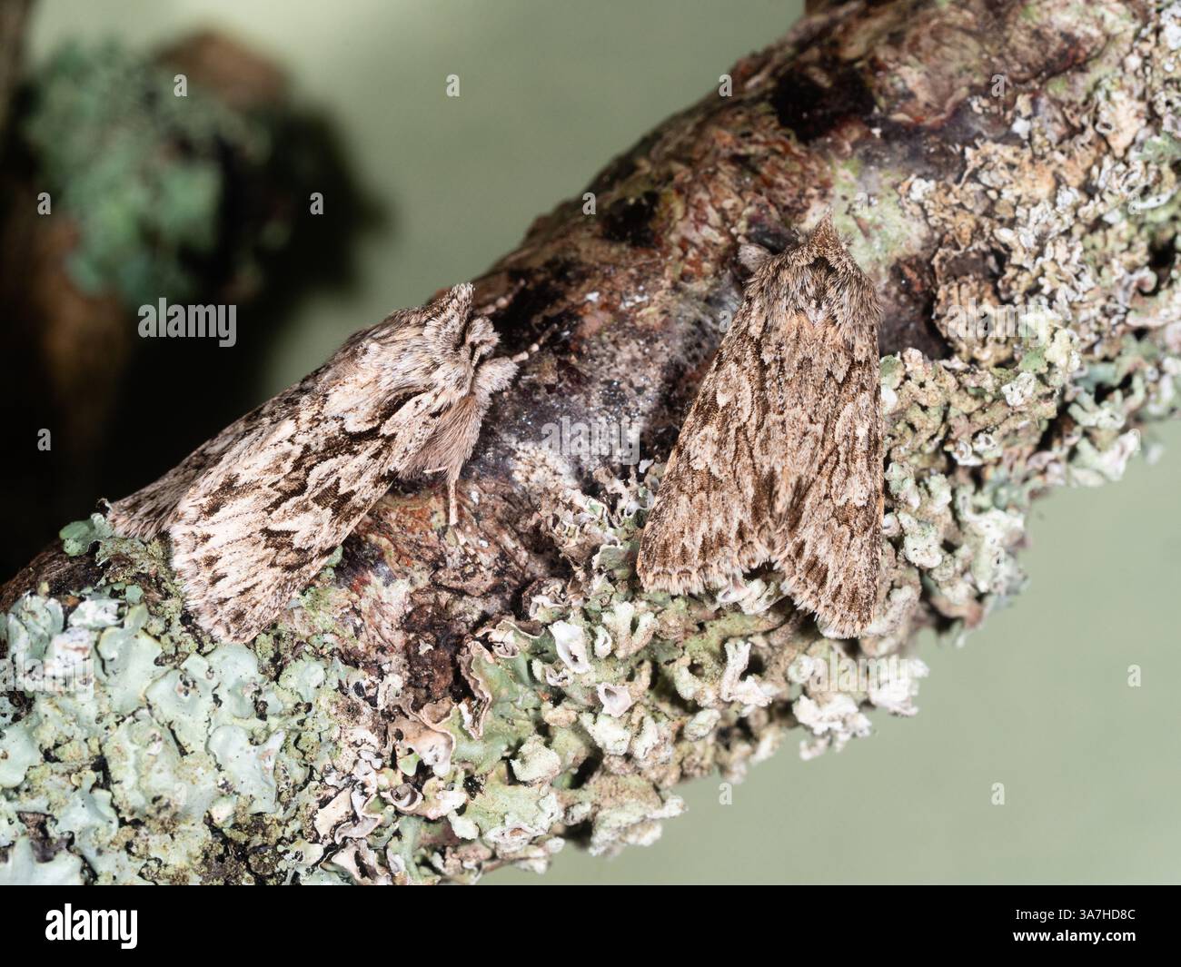 Zwei frühe frühlingshafte Erwachsene Noctuid UK Moths, Xylocampa Areola, Early Grey, in einem Plymouth Garten Stockfoto
