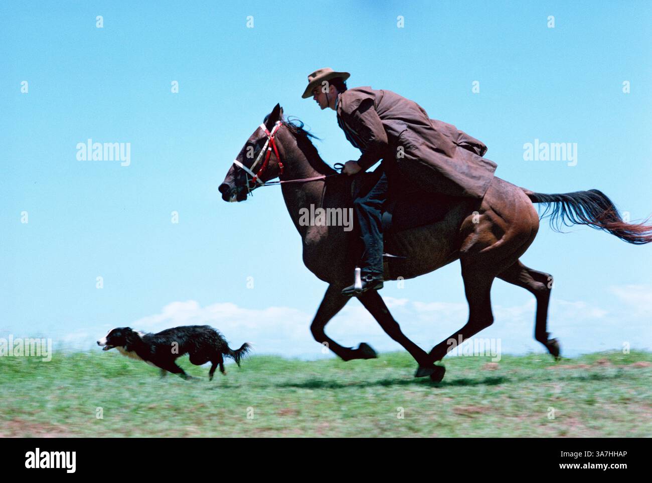 Australien. Queensland. Stockman reitet Pferd im Galopp mit seinem Hund. Stockfoto