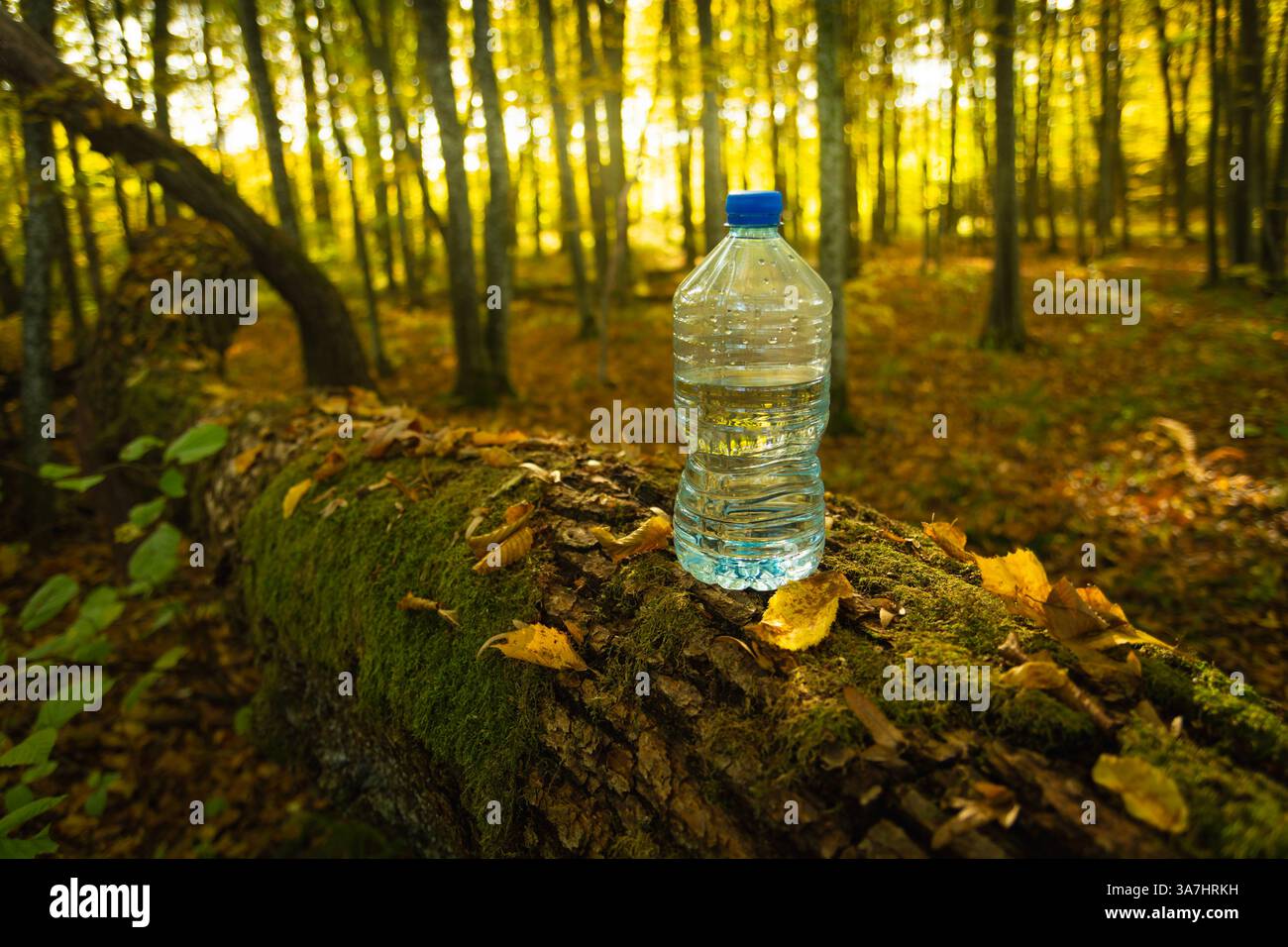 Wasser in einer Plastikflasche auf einem umgestürzten Baumstumpf stehend, herbstlicher sonniger Tag Stockfoto