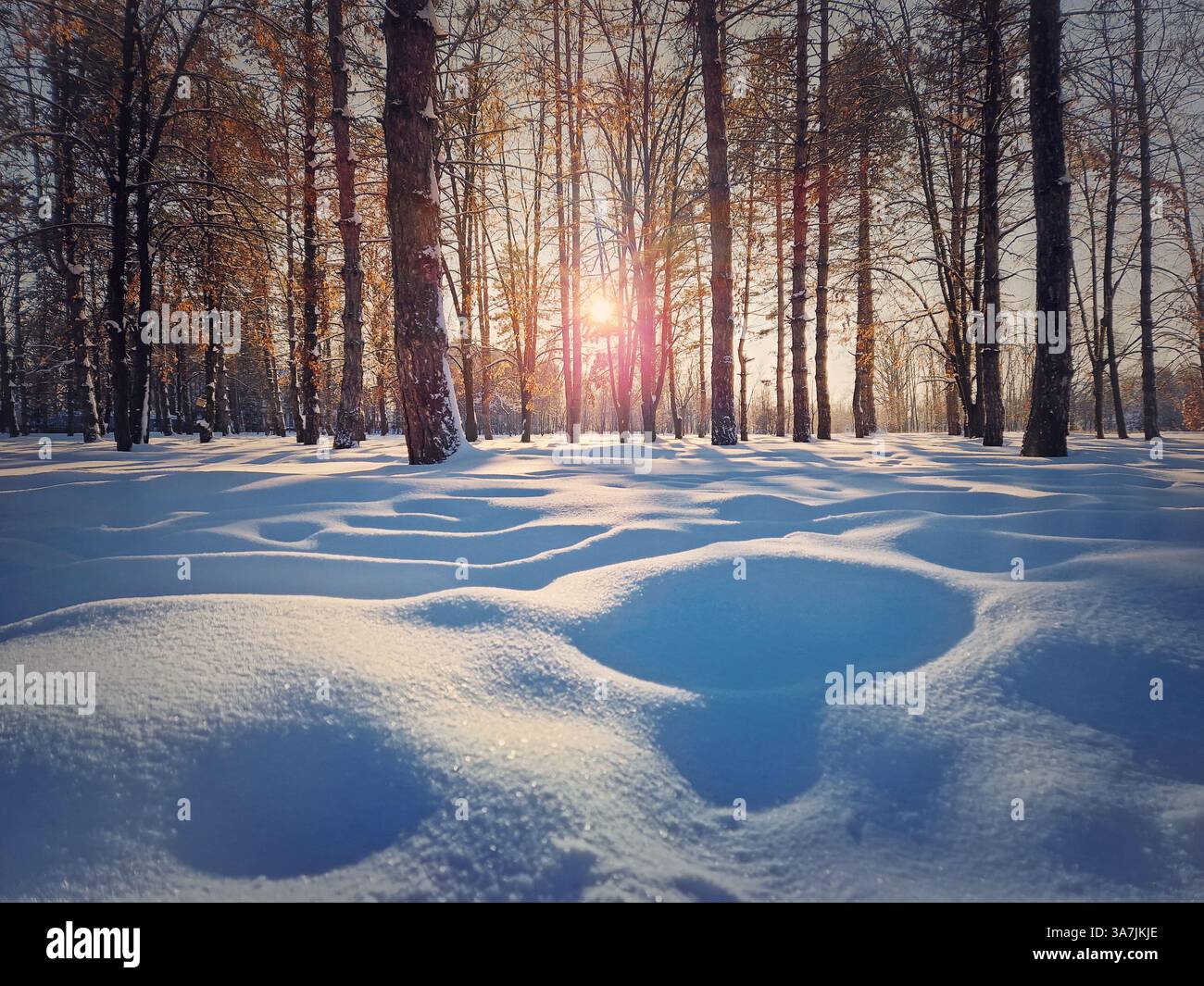Ein wunderschöner Tag im Winterpark, bedeckt mit weißem und flauschigem Schnee, der im Sonnenuntergang glitzert - Smartphone-aufgenommenes Stockfoto
