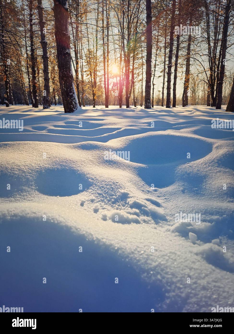 Ein wunderschöner Tag im Winterpark, bedeckt mit weißem und flauschigem Schnee, der im Sonnenuntergang glitzert - Smartphone-aufgenommenes Stockfoto