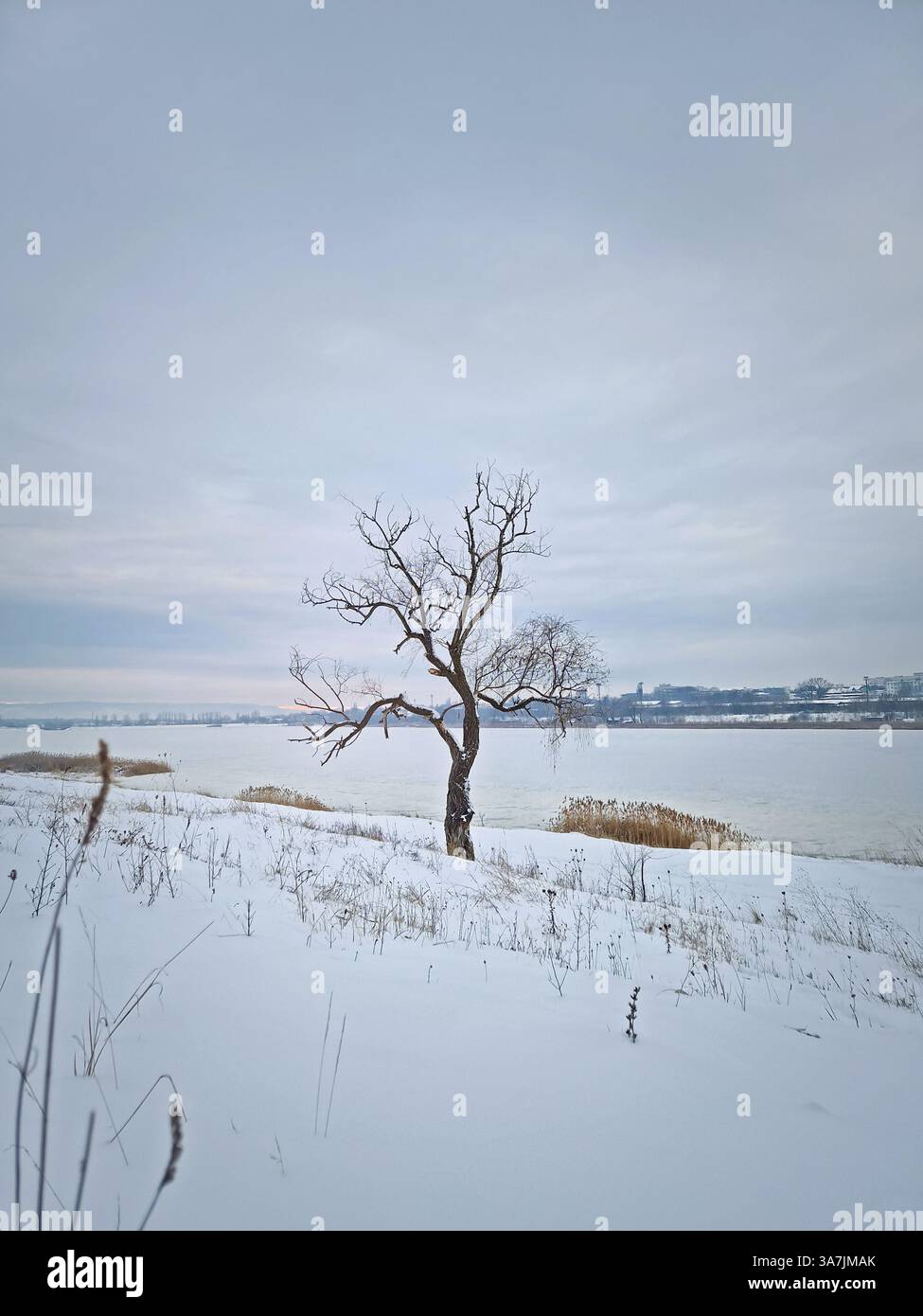 Winterlandschaft nach Schneefall mit Blick auf eine trockene Weide in der Nähe des gefrorenen Sees Stockfoto