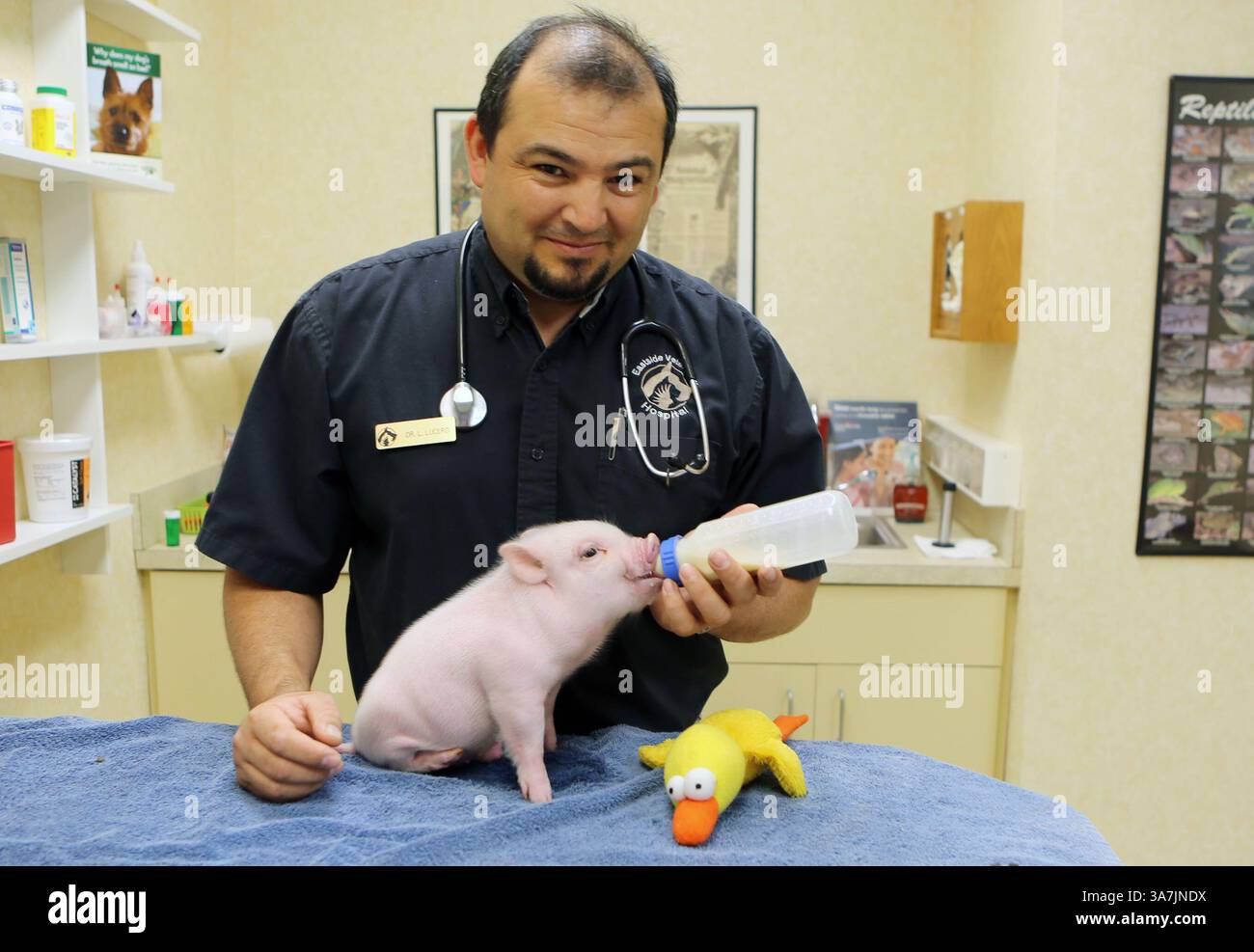 Februar 2013 - Clermont, FL, USA - Dr. Len Lucero Feeds Chris P. Bacon, 12. Februar 2013. Chris P. wurde ohne die Hinterbeine geboren und letzten Monat übergab der Besitzer des Schweins das Ferkel an Lucero, einen Tierarzt aus Clermont, der beschloss, dem kleinen Kerl zu helfen, indem er ihn nach Hause nahm und mit Spielzeugteilen einen Rollstuhl für ihn herstellte. (Kreditbild: © Tom Benitez/MCT/ZUMAPRESS.com) Stockfoto