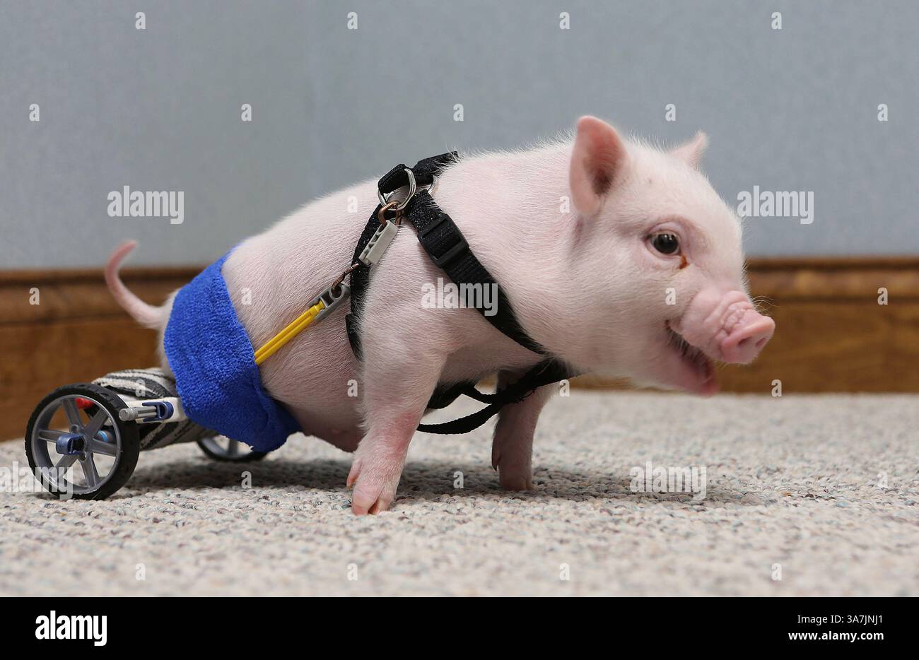 12. Februar 2013 - Clermont, FL, USA - Chris P. Bacon, Bild 12. Februar 2013, im Eastside Veterinary Hospital in Clermont, Florida, wurde ohne Verwendung seiner Hinterbeine geboren. Letzten Monat übergab der Besitzer des Schweins das Ferkel an einen Tierarzt aus Clermont, der beschloss, dem kleinen Kerl zu helfen. Dr. Len Lucero nahm das Schwein mit nach Hause und machte ihm einen Rollstuhl mit Spielzeugteilen. (Kreditbild: © Tom Benitez/MCT/ZUMAPRESS.com) Stockfoto