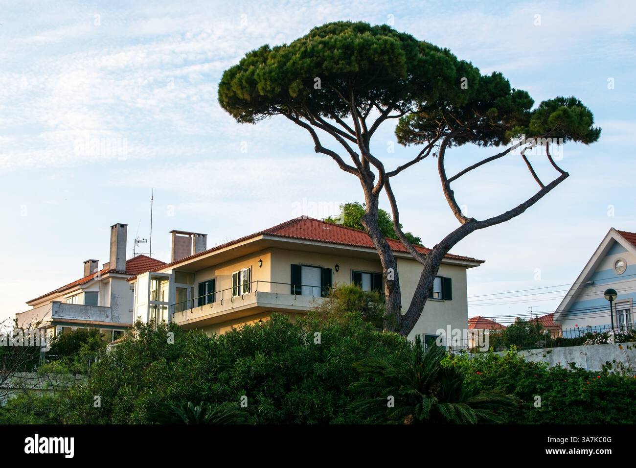 Kiefer auf dem Hintergrund eines Hauses in Cascais, Portugal. Stockfoto