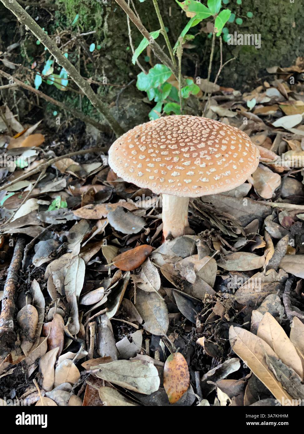 Pilze. Panthermütze (Amanita pantherina) wächst unter amerikanischer Eiche. Guernsey. Kanalinseln. Stockfoto