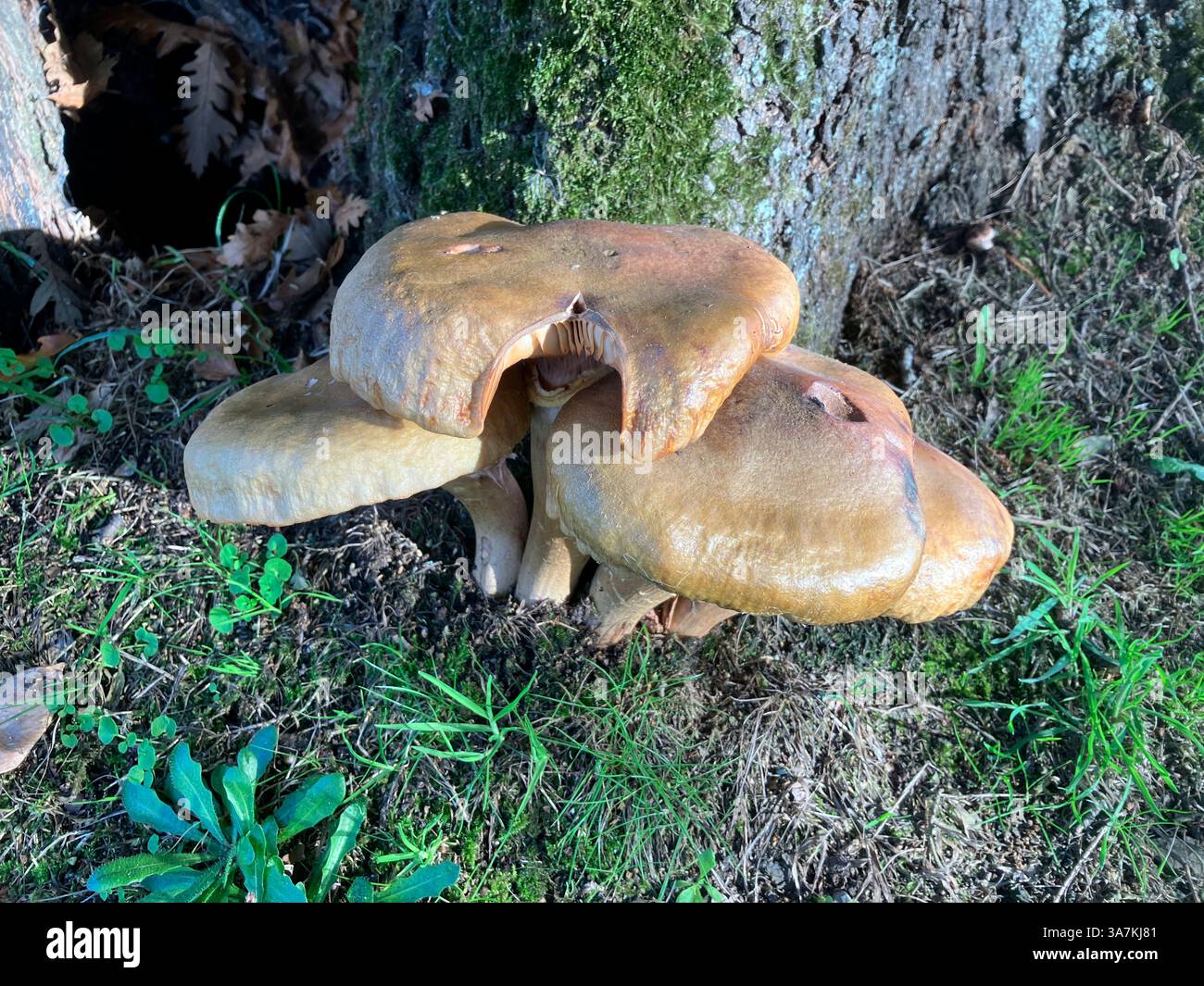 Pilze. Honigpilz wächst am Baumstumpf. Guernsey. Kanalinseln. Stockfoto