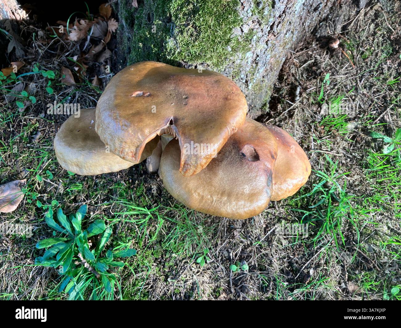 Pilze. Honigpilz wächst am Baumstumpf. Guernsey. Kanalinseln. Stockfoto