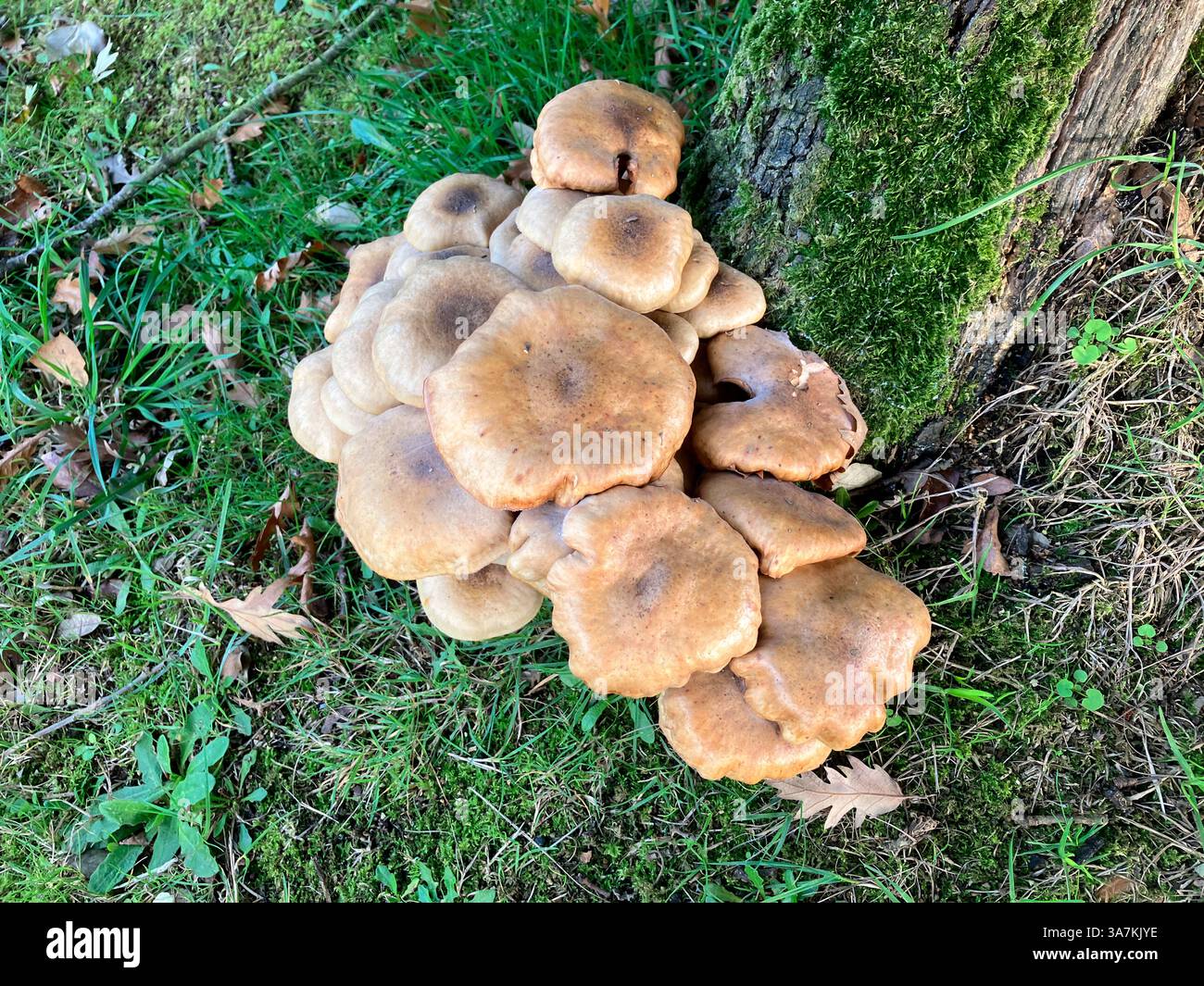 Pilze. Honigpilz wächst am Baumstumpf. Guernsey. Kanalinseln. Stockfoto
