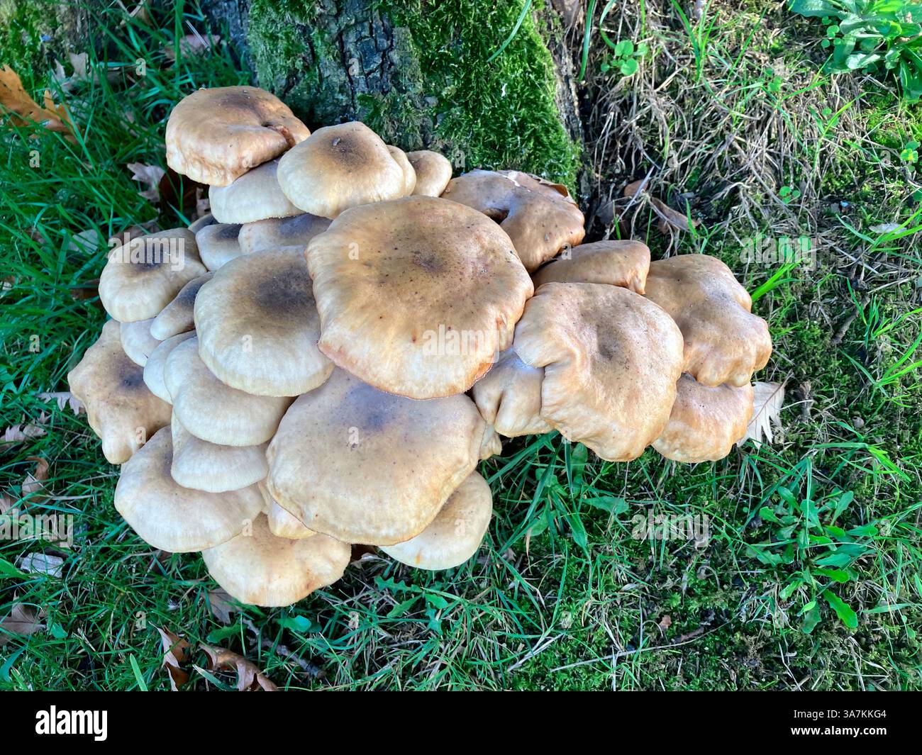 Pilze. Honigpilz wächst am Baumstumpf. Guernsey. Kanalinseln. Stockfoto