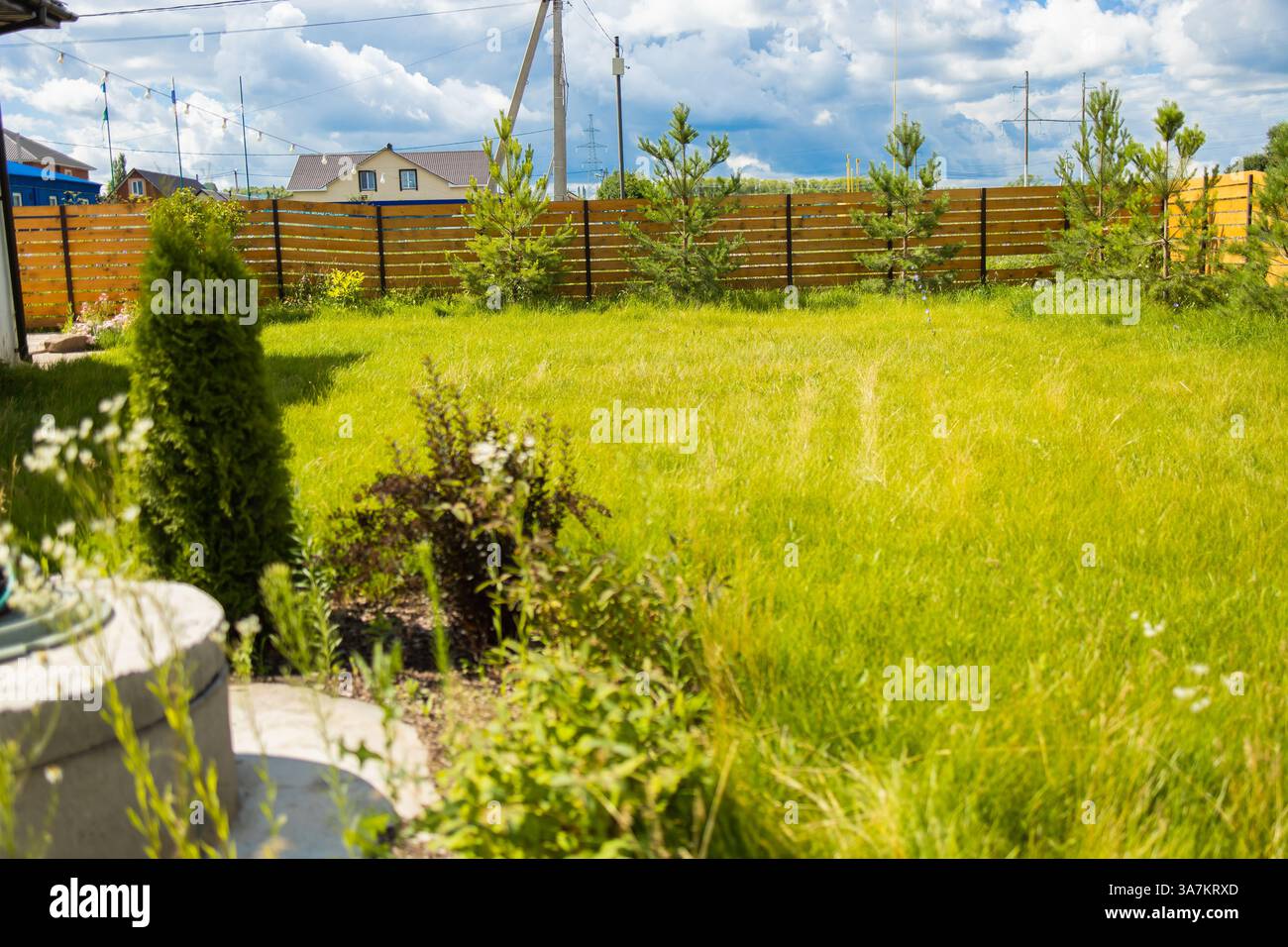 Garten im Hinterhof mit Kiefern und Büschen in der Nähe von Holzzaun. Private Grünanlagen im Freien und Hauslandschaftspflege in Vorstadtumgebung. Stockfoto