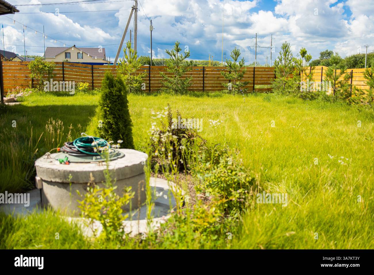 Garten im Hinterhof mit Kiefern und Büschen in der Nähe von Holzzaun. Private Grünanlagen im Freien und Hauslandschaftspflege in Vorstadtumgebung. Stockfoto