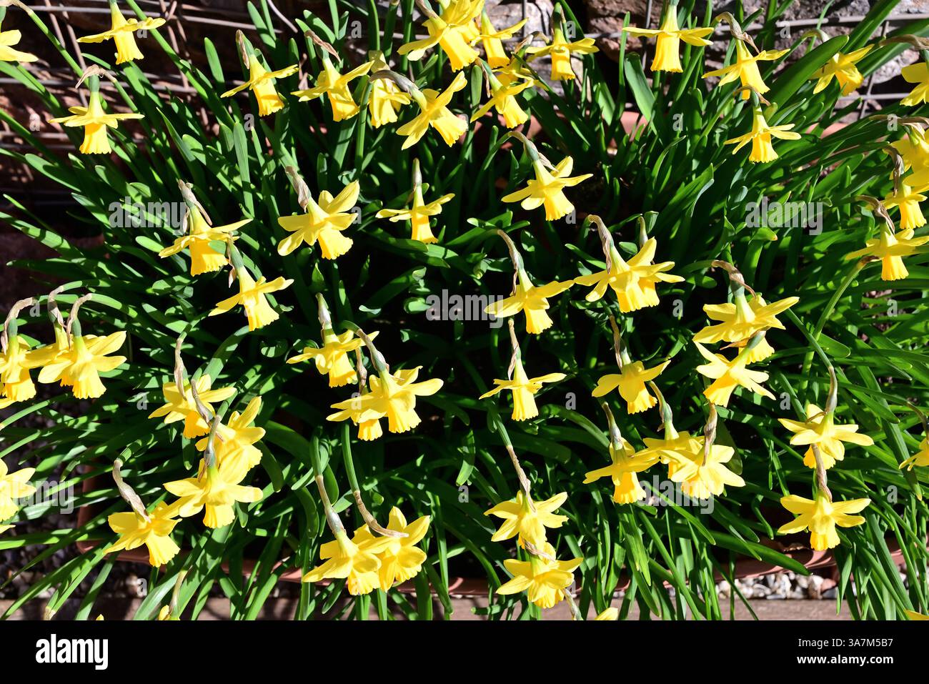 Narzissen in einer Kunststoffrinne. Stockfoto