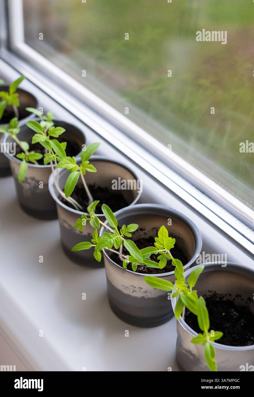Junge Tomatenpflanzen sprießen in kleinen grauen Töpfen und blühen auf einer sonnigen Fensterbank. Stockfoto