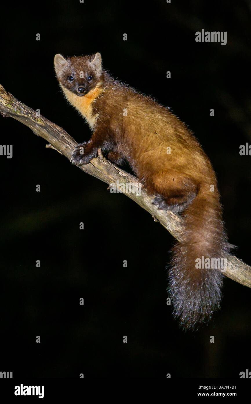 Walisischer Kiefernmarder im Dyfi-Wald (Snowdonia) Stockfoto