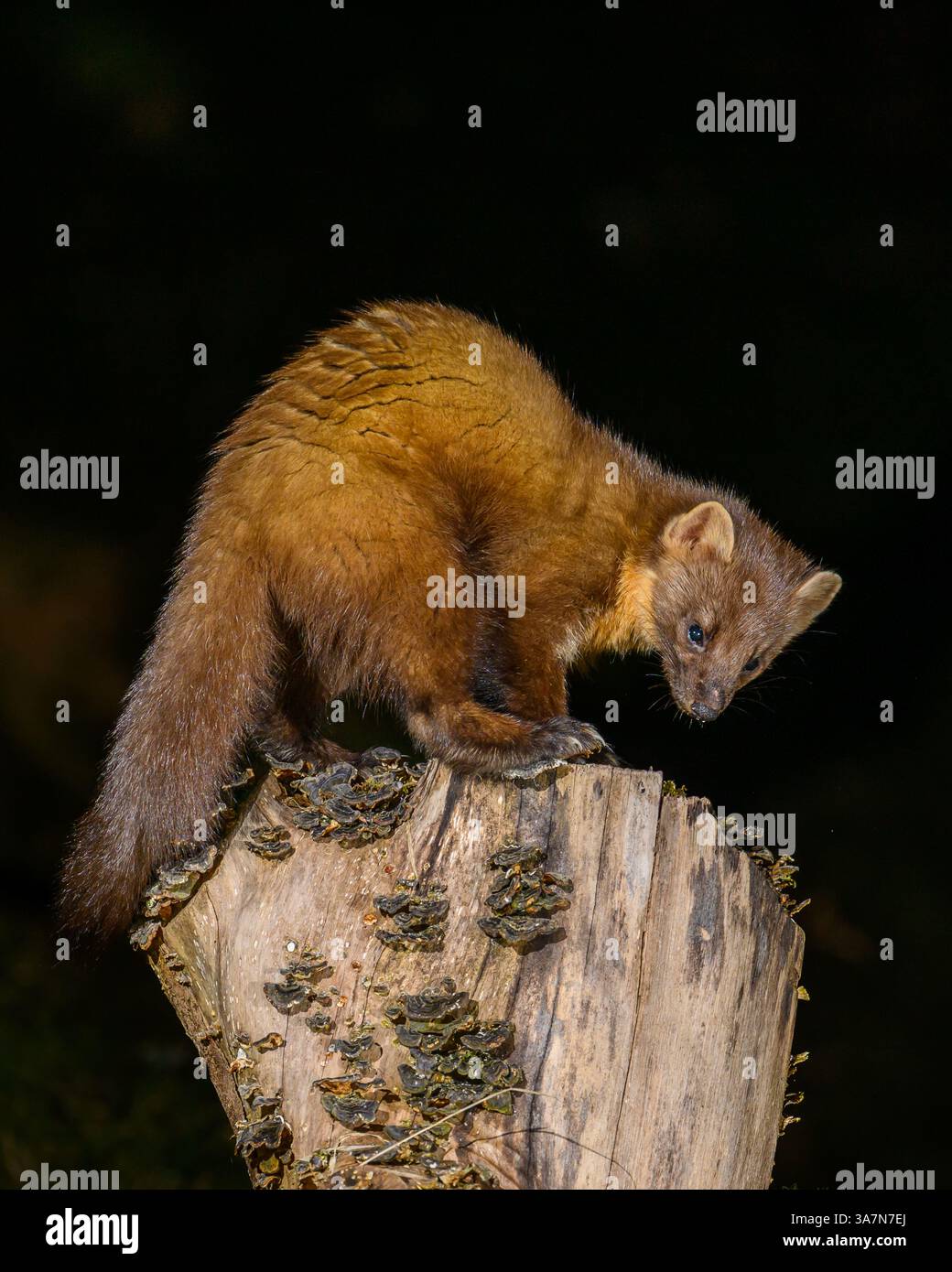 Walisischer Kiefernmarder im Dyfi-Wald (Snowdonia) Stockfoto