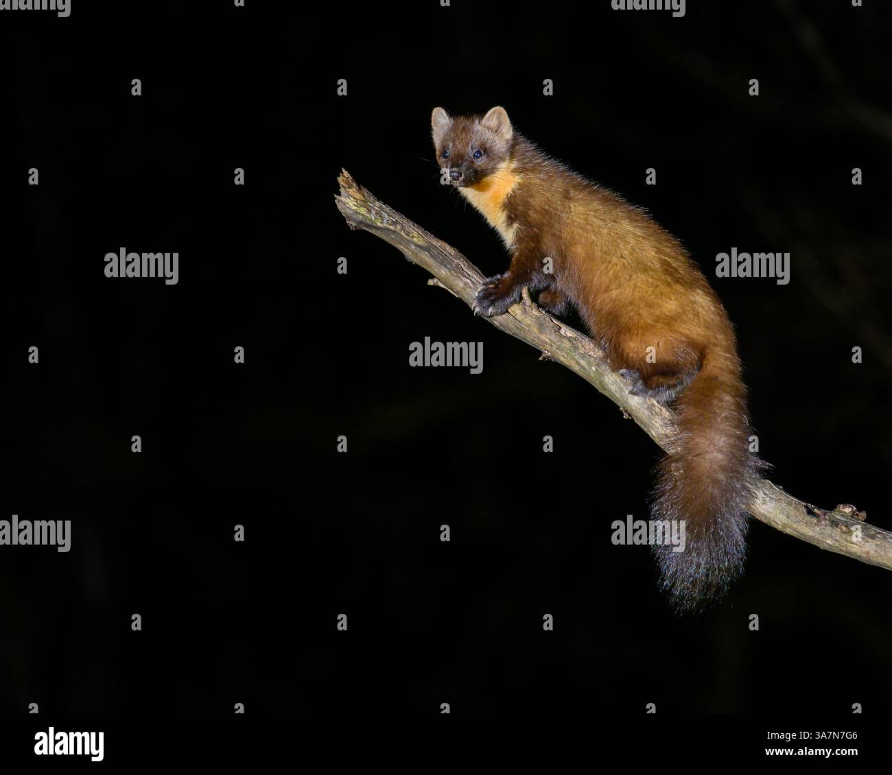 Walisischer Kiefernmarder im Dyfi-Wald (Snowdonia) Stockfoto
