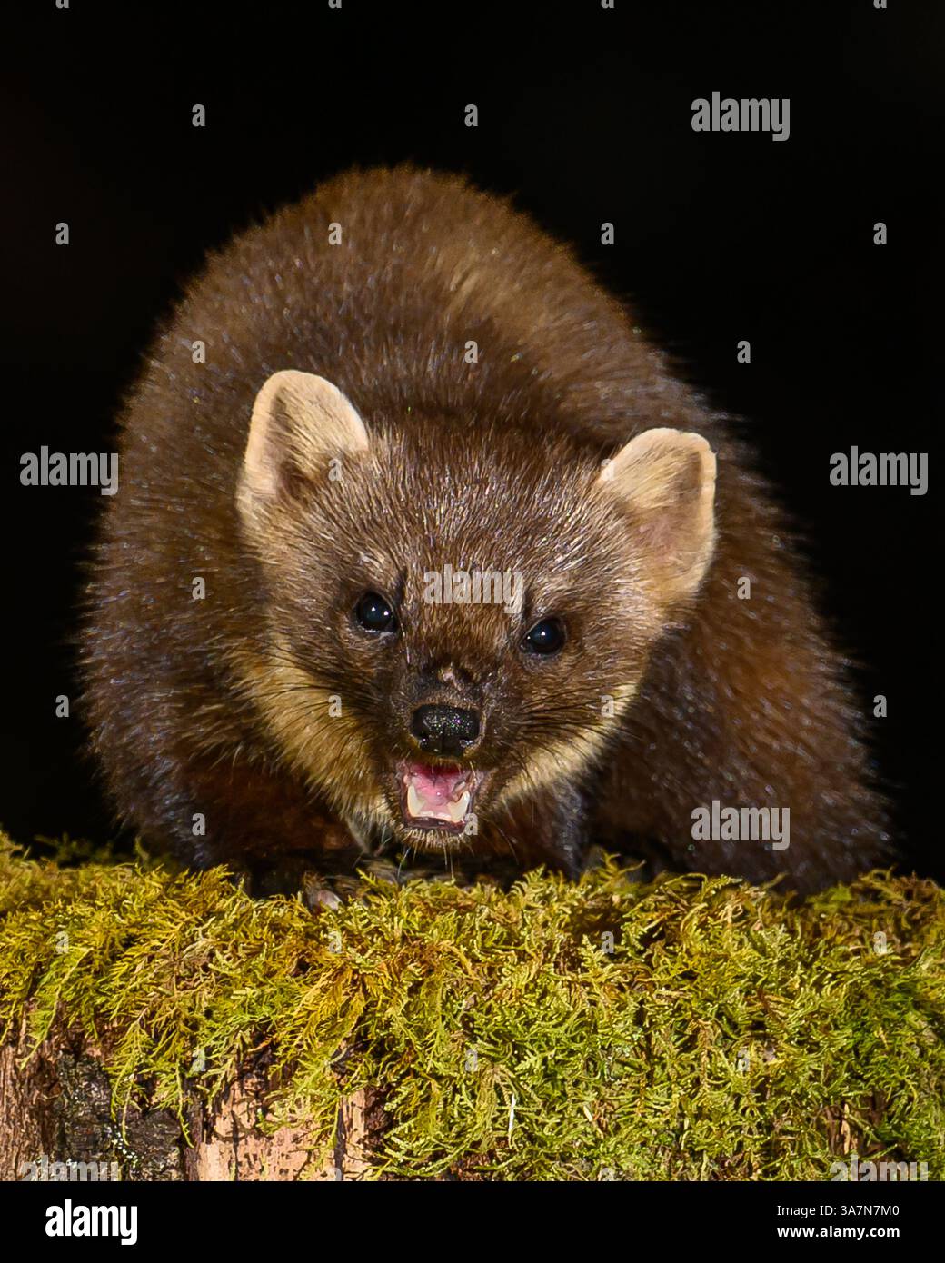 Walisischer Kiefernmarder im Dyfi-Wald (Snowdonia) Stockfoto