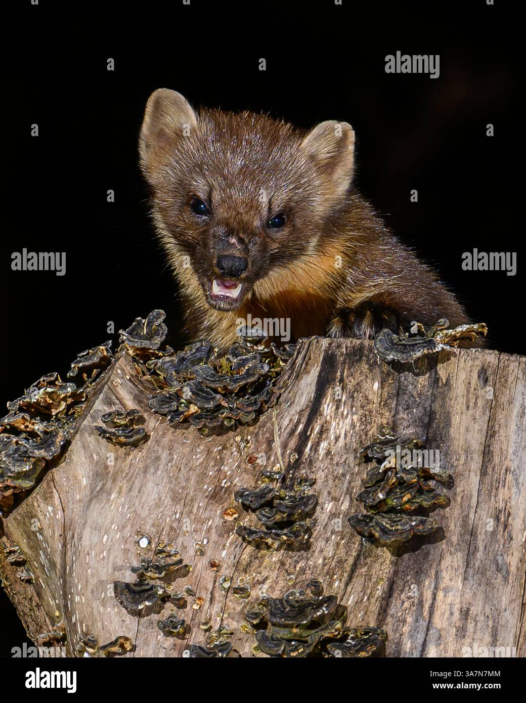 Walisischer Kiefernmarder im Dyfi-Wald (Snowdonia) Stockfoto