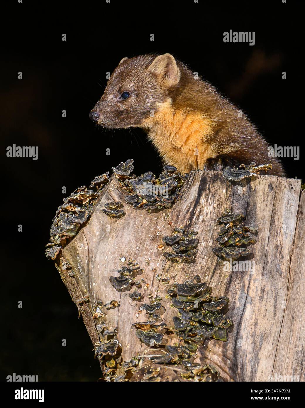 Walisischer Kiefernmarder im Dyfi-Wald (Snowdonia) Stockfoto