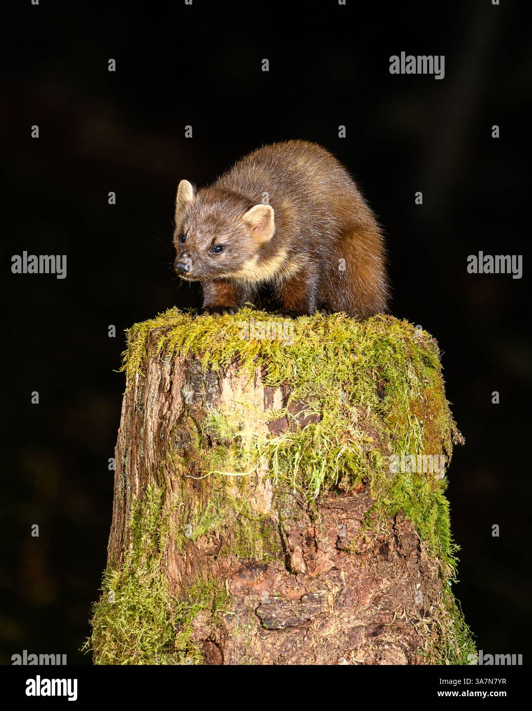 Walisischer Kiefernmarder im Dyfi-Wald (Snowdonia) Stockfoto