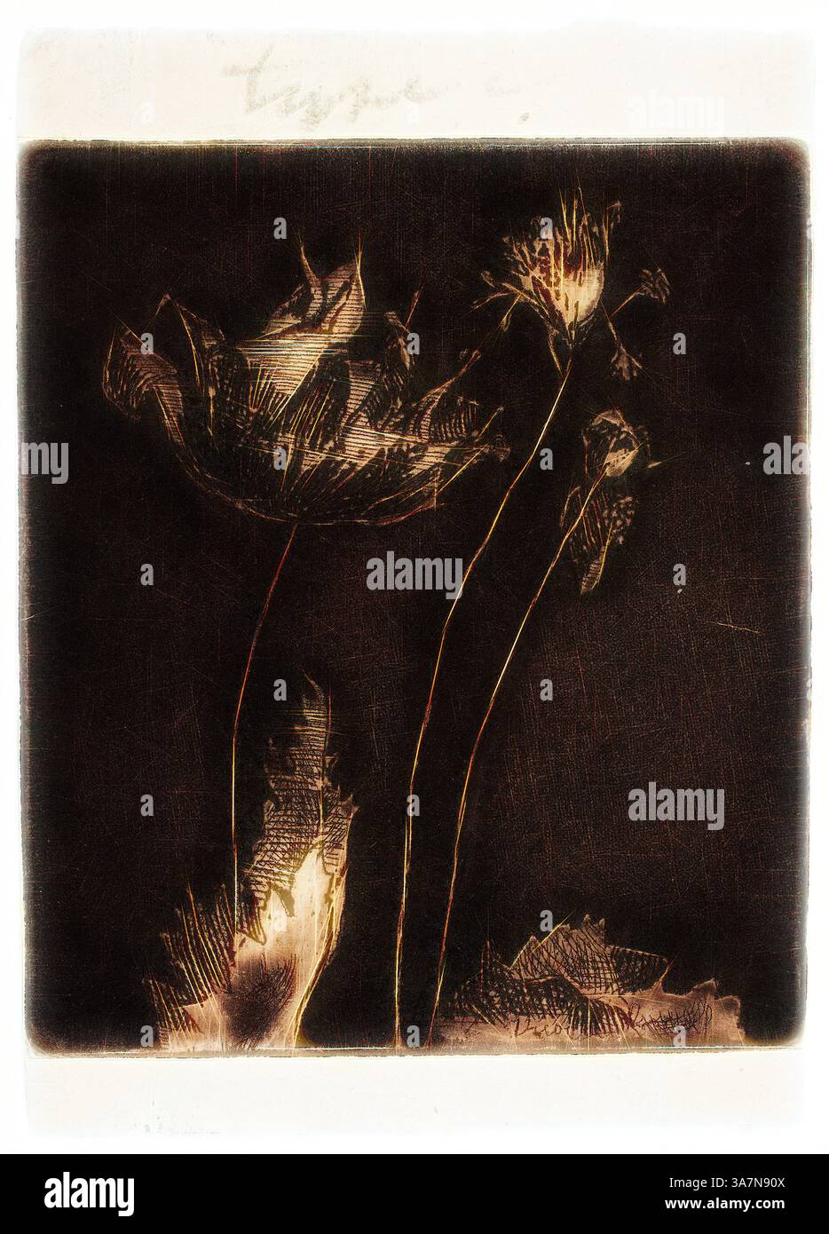 Eine zarte Darstellung stilisierter Blumen mit komplizierten Details, deren Formen sich anmutig vor einem strukturierten, dunklen Hintergrund erheben. Das Zusammenspiel von Licht und Schatten unterstreicht die Eleganz und Zartheit der Blüten und schafft eine ätherische Atmosphäre., Klassische Kunst mit modernem Twist neu interpretiert von Artotop, Last Poppies, 1897, Theodore Roussel, Französisch, gearbeitet in England, 1847–1926, England, Mezzotint, Ätzung und Weichboden in dunklem Schwarzbraun auf cremefarbenem Büttenpapier Stockfoto