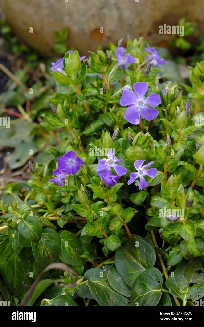 Schöne blaue Periwinkles in der Blüte im Frühjahr Stockfoto