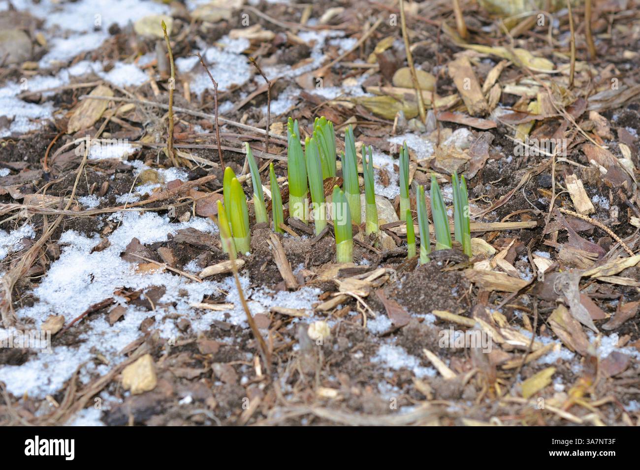 Frischer Narzissen tritt mit Beginn des Frühlings aus dem Gartenboden und verbleibendem Schnee hervor. Stockfoto