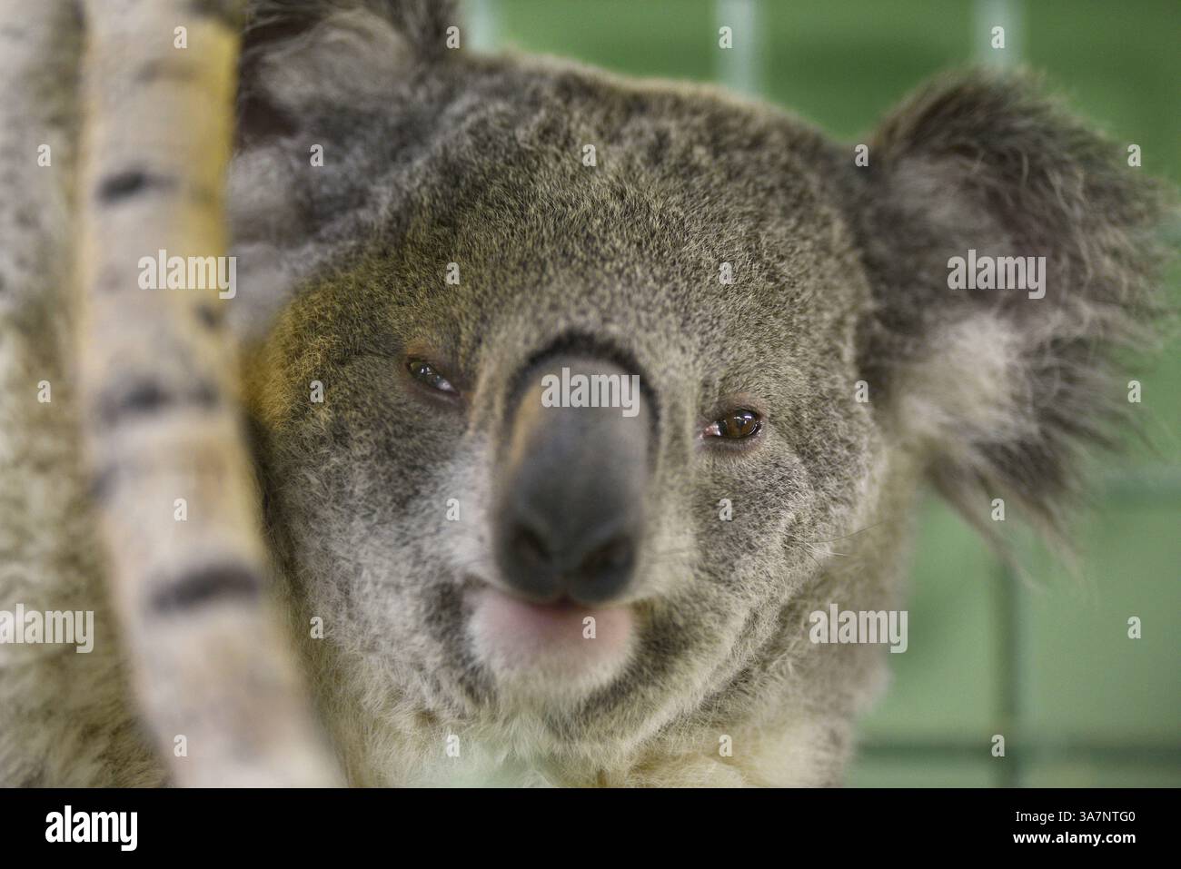 Dezember 2012 - Albuquerque, NEW MEXICO, USA - Roberto E. Rosales. Ein männlicher Koala aus Queensland und Zoowärter aus dem Los Angeles Zoo kamen gestern Abend im ABQ BioPark Zoo an. Der 20 Monate alte Koala wurde im Zoo von L.A. geboren und der Tierpfleger wird mehrere Tage lang helfen, während das Tier hinter den Kulissen in der australischen Ausstellung des Zoos in sein neues Zuhause übergeht. Der Name des Koalas ist Luke Albuquerque, New Mexico. (Kreditbild: © Roberto E. Rosales/Albuquerque Journal/ZUMAPRESS.com) Stockfoto