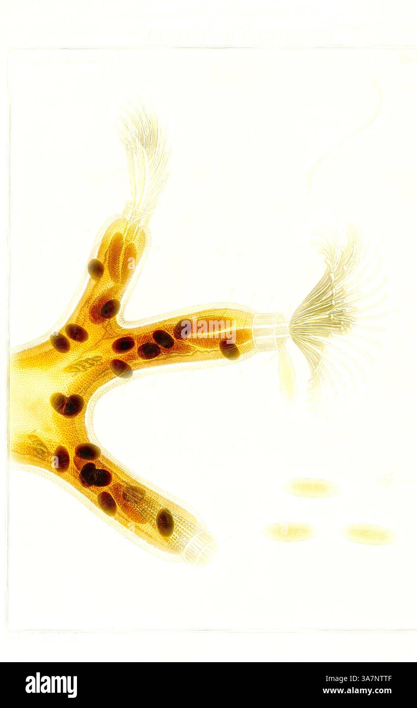Eine komplizierte Illustration, die eine Meeresbewohner mit langen, verzweigten Anhängen zeigt, die mit feinen, haarähnlichen Strukturen verziert sind. Der Körper ist von dunklen Flecken durchsetzt, die sich vor einem helleren Hintergrund abheben und ein Gefühl von Bewegung und Leben in einem zarten Ökosystem wecken., Klassische Kunst mit moderner Note, neu interpretiert von Artotop, Alcyonella fungosa, Print Stockfoto