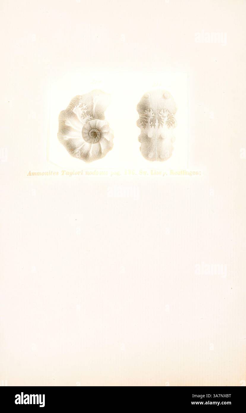 Eine detaillierte Illustration von Ammoniitfossilien, die ihre komplizierten Muster und Formen zeigt, mit einer klaren Unterscheidung zwischen zwei Exemplaren. Die künstlerische Darstellung unterstreicht die natürliche Schönheit und geologische Bedeutung dieser prähistorischen Meeresbewohner., Klassische Kunst mit modernem Twist neu interpretiert von Artotop, Ammonites taylori nodosus, Print, Ammonoidea, Ammonoidea, Ammonoiden sind eine Gruppe ausgestorbener Meeresmuscheln der Unterklasse Ammonoidea der Klasse Cephalopoda. Diese Weichtiere, die allgemein als Ammoniten bezeichnet werden, sind enger verwandt mit lebenden Coleoiden (z. B. Kraken, Tintenfische und Tintenfische) Stockfoto