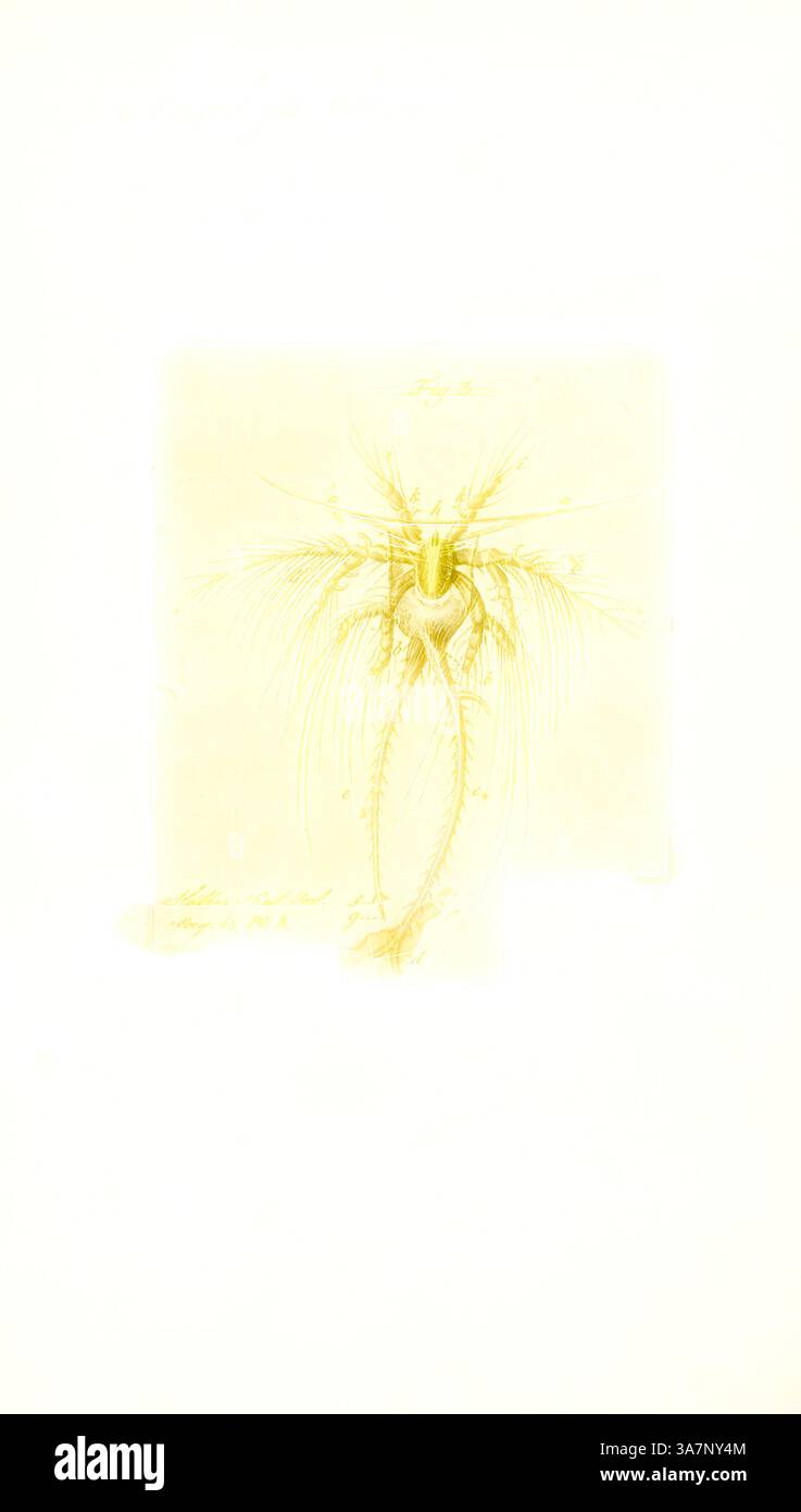 Eine zarte Illustration eines Meeresorganismus mit komplexen Details seines Körpers und langen Anhängen vor einem weichen Hintergrund, der seine einzigartigen Merkmale unterstreicht., Klassische Kunst mit einem modernen Touch, neu interpretiert von Artotop, Anatifa laevis, Print, pelagische Schwanenhals-Nakel, Lepas anatifera (Anatifa laevis) Stockfoto