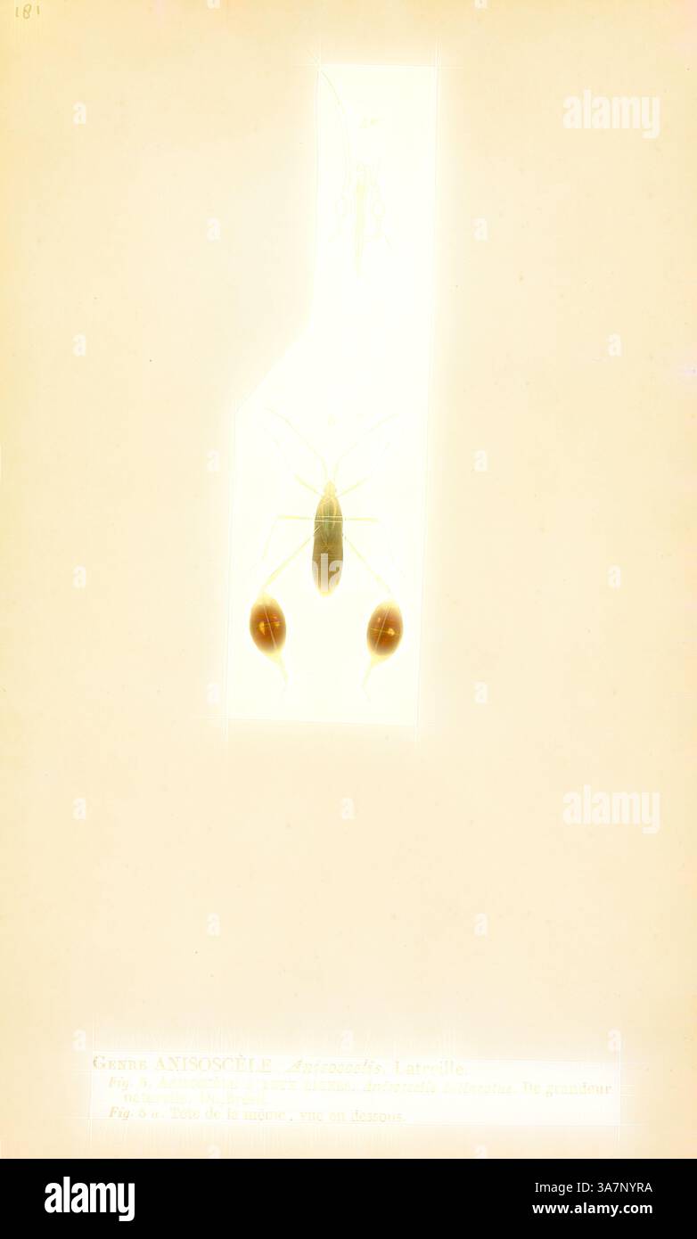 Es wird ein Insektenexemplar gezeigt, das seinen langgestreckten Körper und seine charakteristischen Anhängsel hervorhebt, umrahmt von einem hellen Hintergrund. Das Exemplar ist mit wissenschaftlichen Informationen am unteren Rand beschriftet., Klassische Kunst mit einem modernen Twist neu interpretiert von Artotop, Anisoscelis, Print, Anisoscelis ist eine Gattung von blattfüßigen Käfern aus der Familie Coreidae. In Anisoscelis gibt es etwa 12 beschriebene Arten. Stockfoto