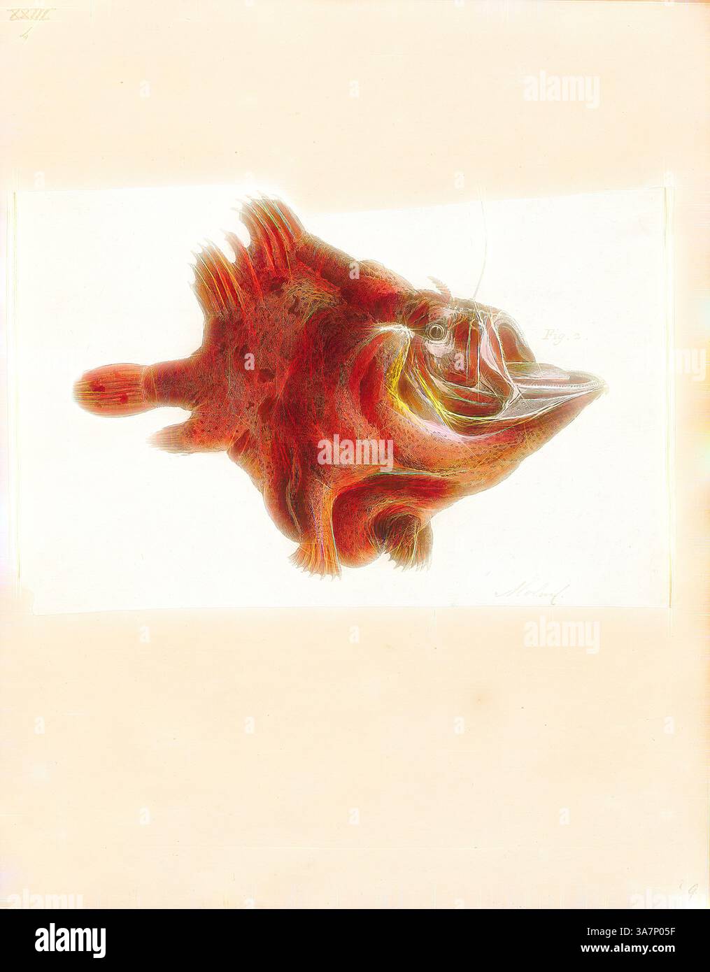 Eine aufwendig detaillierte Illustration eines Fisches mit einzigartigen Merkmalen und Farben, die ein Gefühl für die Wasserwelt wecken., Klassische Kunst mit modernem Touch neu interpretiert von Artotop, Antennarius coccineus, Print, der scharlachrote Anglerfisch (Antennarius coccineus) ist eine Art von Anglerfisch, die im Roten Meer und Ostafrika zu finden ist. Er wächst bis zu 13 cm (5,1 Zoll) und passt sich durch sein felsenähnliches Aussehen der Umgebung an. Antennarius coccineus ernährt sich von kleinen Fischen, indem er sie im Ganzen verschluckt., 1700-1880 Stockfoto