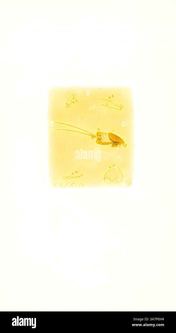 Eine skurrile Szene, in der eine Schildkröte an der Leine läuft, umgeben von verspielten Fischen, die im Hintergrund schwimmen. Die hellen Töne schaffen eine traumhafte Atmosphäre und unterstreichen das phantasievolle Ambiente. Klassische Kunst mit modernem Touch, neu interpretiert von Artotop, Anthonosoma smithii, Print Stockfoto