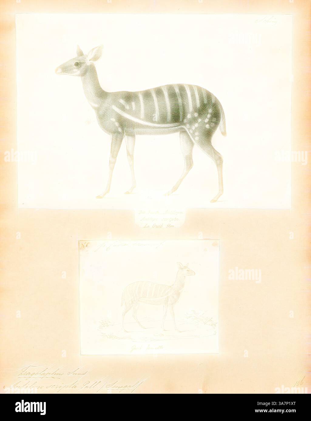 Eine Illustration mit einer stilisierten Darstellung eines Okapi mit markanten Streifen auf dem Körper. Der obere Abschnitt zeigt eine detaillierte Darstellung, während der untere Abschnitt eine einfachere Version des Tieres zeigt. Beide stellen die einzigartigen Merkmale dieses seltenen Säugetieres dar, das im Kongo beheimatet ist. Klassische Kunst mit einem modernen Touch, neu interpretiert von Artotop, Antilope scripta, Print, Blackbuck, die Antilope cervicapra, auch bekannt als die indische Antilope, ist eine Antilope, die in Indien, Nepal und Pakistan gefunden wird. Der Blackbuck ist das einzige erhaltene Mitglied der Gattung Antilope. Die Art wurde beschrieben und g Stockfoto