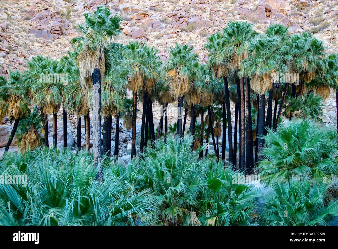 USA, Kalifornien, Mojave Desert, Borrego Springs, Anza-Borrego Desert State Park, Borrego Palm Canyon Stockfoto