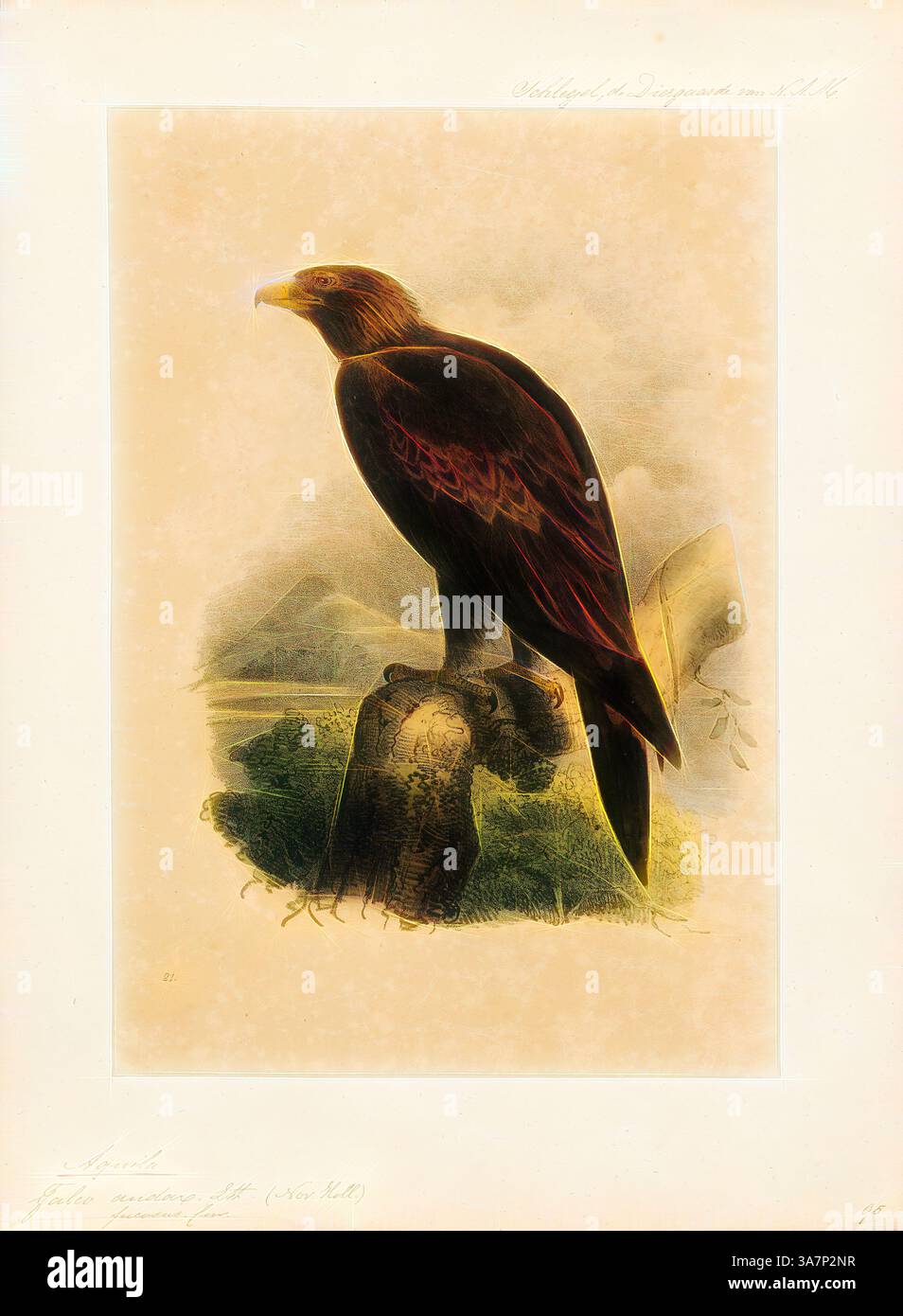 Ein majestätischer Goldadler thront auf einem verwitterten Stumpf, seine Federn schimmern in satten Braun- und Goldtönen vor einer ruhigen Landschaft aus Bergen und Laub im Hintergrund. Klassische Kunst mit moderner Note, neu interpretiert von Artotop, Aquila audax, Print, der Keilschwanzadler oder bunjil (Aquila audax) ist der größte Raubvogel Australiens und ist auch im südlichen Neuguinea, Teil von Papua-Neuguinea und Indonesien zu finden. Er hat lange, ziemlich breite Flügel, voll gefiederte Beine und einen unverwechselbaren keilförmigen Schwanz., 1842-1849 Stockfoto