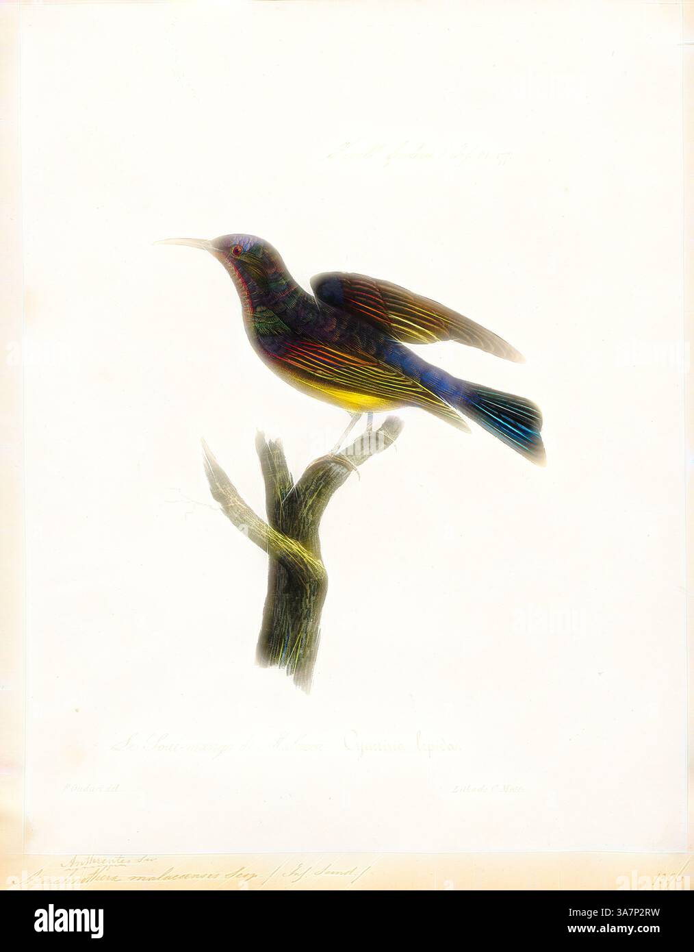 Ein lebendiger Vogel thront anmutig auf einem Zweig und zeigt eine Vielzahl von Farben im Gefieder mit einer eleganten Haltung, die seine Merkmale unterstreicht. Die detailreiche Illustration fängt die Schönheit dieses Vogelexemplars ein und macht es zu einer eindrucksvollen Darstellung der Natur., Klassische Kunst mit modernem Touch neu interpretiert von Artotop, Arachnothera malaccensis, Print, Spiderjäger, die Spinnenjäger sind Vögel der Gattung Arachnothera, Teil der sunbird-Familie Nectariniidae. Die Gattung enthält 13 Arten, die in den Wäldern Süd- und Südostasiens vorkommen. Sie sind große Vertreter der Sunbir Stockfoto