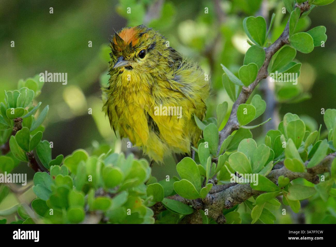 Mexiko, Baja California, Vermivora celata, Orangenkronenwarbler Stockfoto