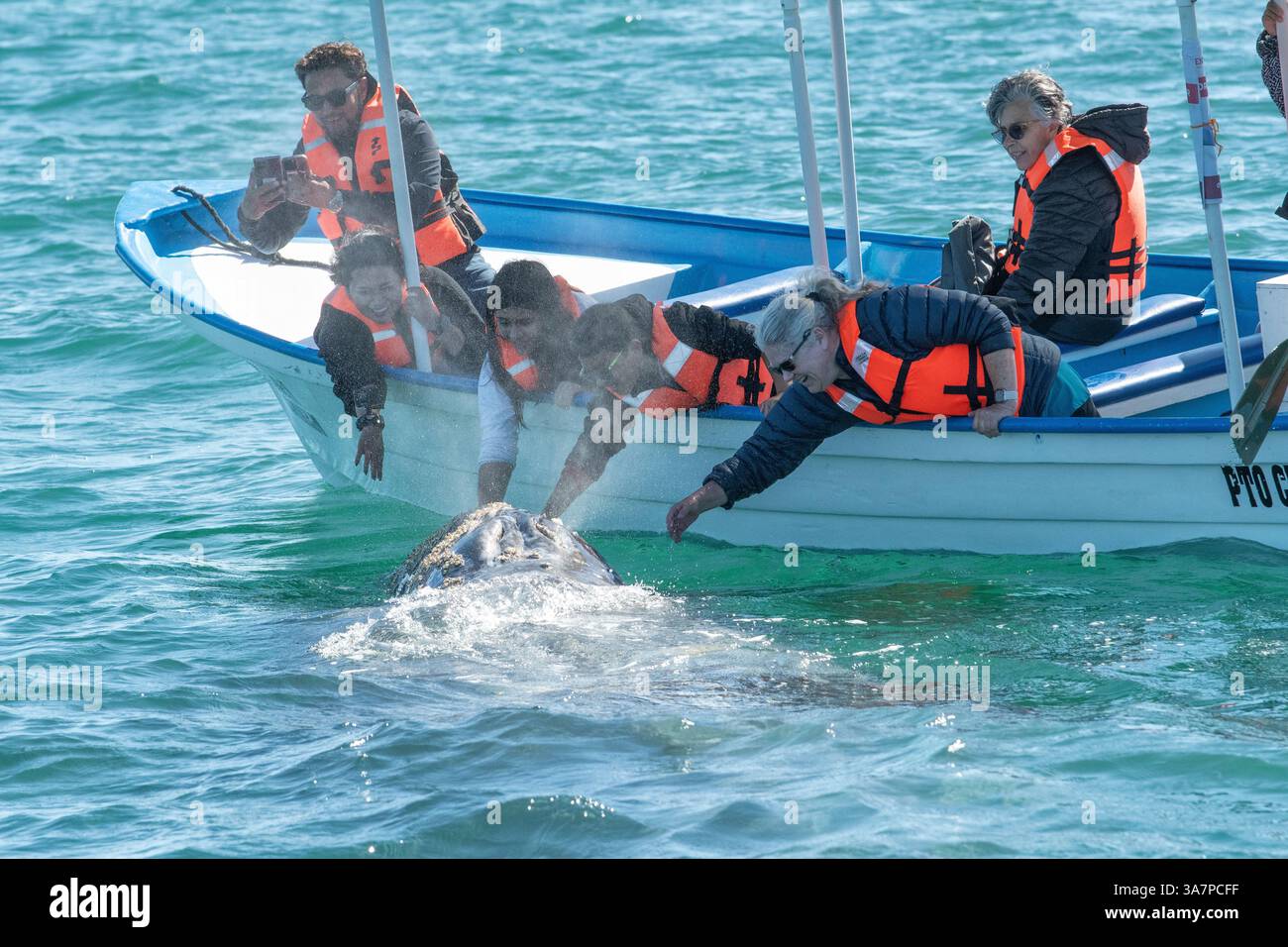 Mexiko, Baja California Sur, Puerto Chale, Walbeobachtung, Grauwale Stockfoto