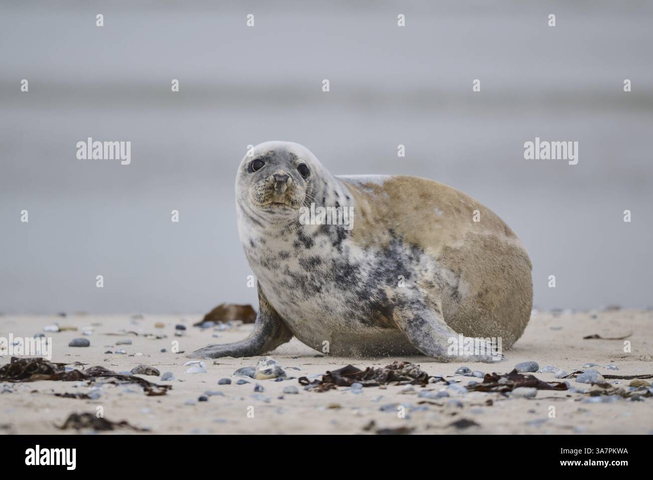 Graurobbe (Halichoerus grypus) am Strand, Duene, Helgoland, Schleswig-Holstein, Deutschland, Europa Stockfoto
