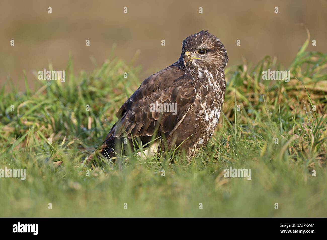 Bussard (Buteo buteo), auf einer Wiese, Schweiz, Europa Stockfoto