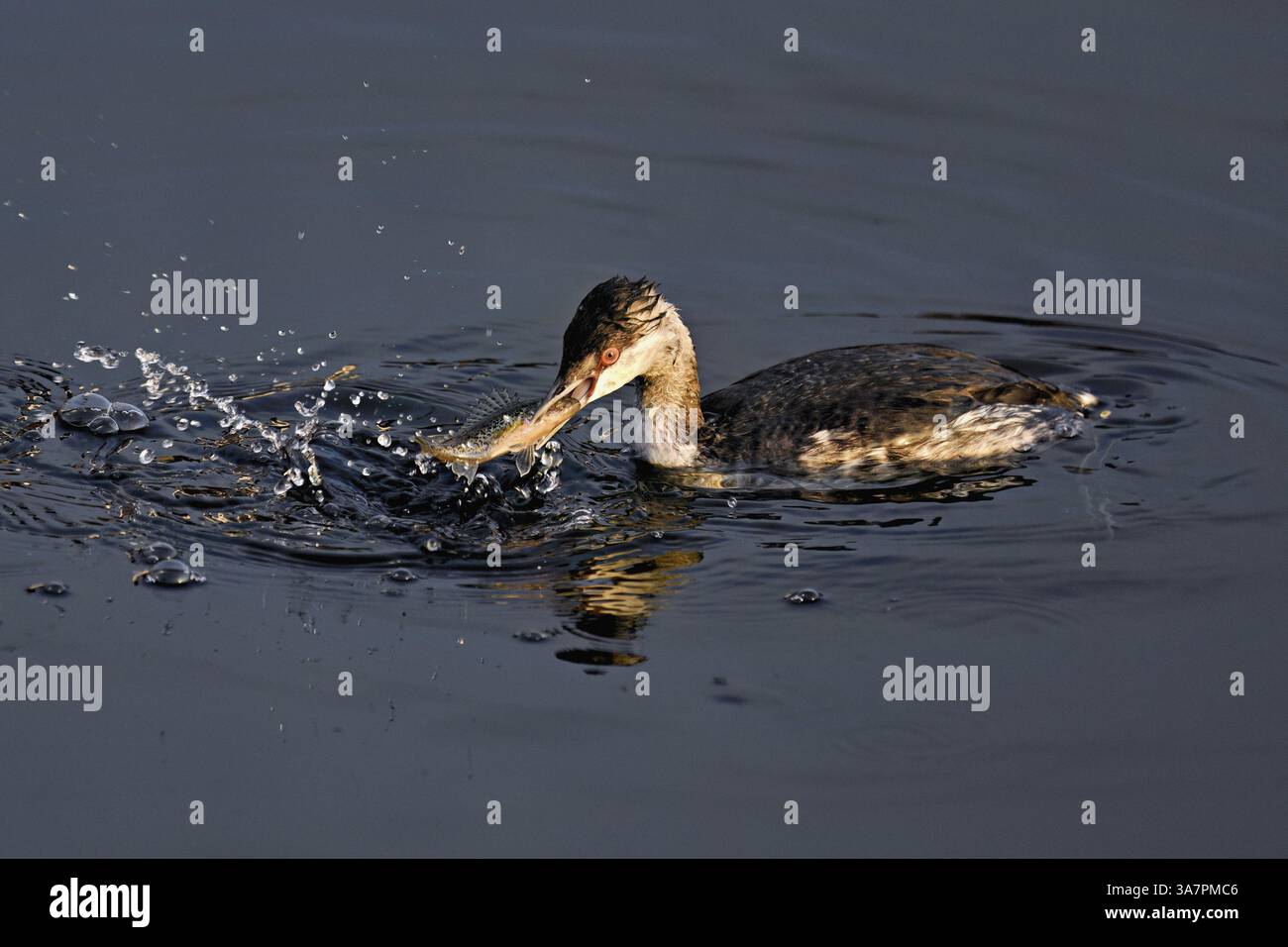 Slawonier (Podiceps auritus), ausgewachsen, im weißen Gefieder, Wintergefieder, schwimmt mit einem Fisch im Schnabel, Zugersee, Schweiz, Europa Stockfoto
