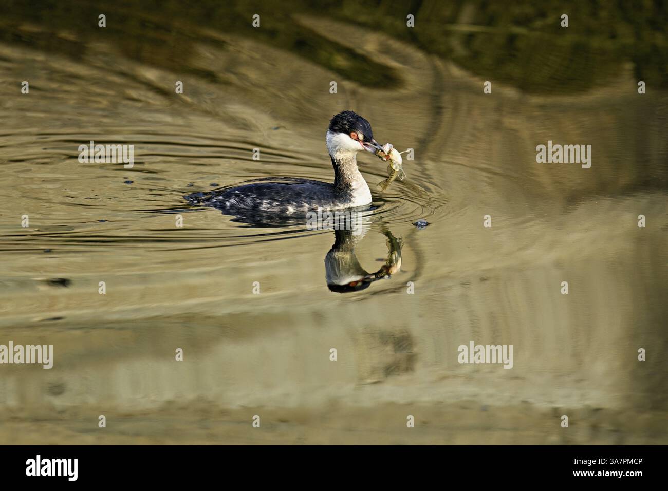 Slawonier (Podiceps auritus), ausgewachsen, im weißen Gefieder, Wintergefieder, schwimmt mit einem Fisch im Schnabel, Zugersee, Schweiz, Europa Stockfoto